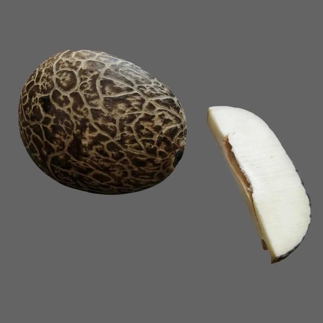 Kapsül Kesim Narçıl Tesbih - Görsel 2